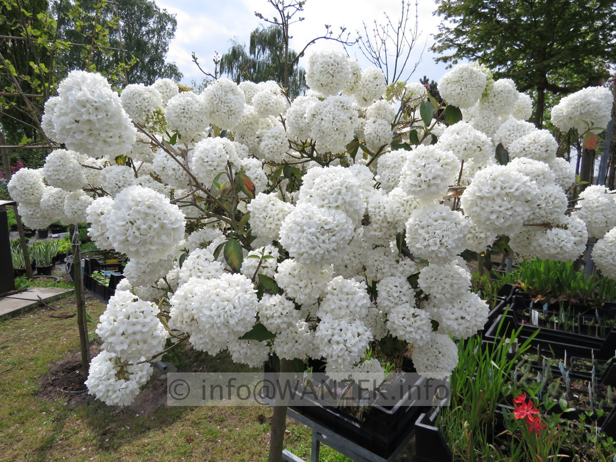 Viburnum Hybride Eskimo 03.JPG